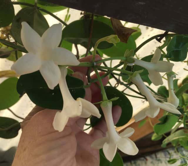 Stephanotis Floribunda Hawaiian Bridal veil SEEDS & PLANTS Plants in