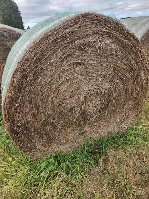 Hay for Sale | Pet Products | Gumtree Australia Moorabool Area ...