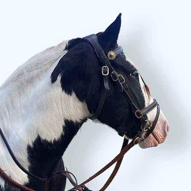 Pure Gypsy Cob Gelding 15hh Horses & Ponies Gumtree Australia