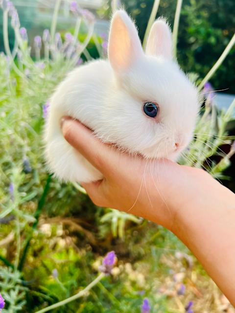 Purebred Netherland Dwarf rabbit ( pick up Camberwell) | Rabbits ...