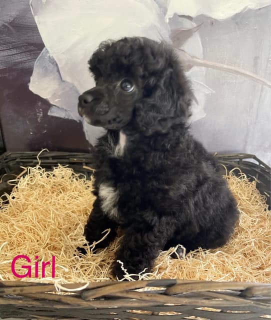 pedigree toy poodle puppies for sale