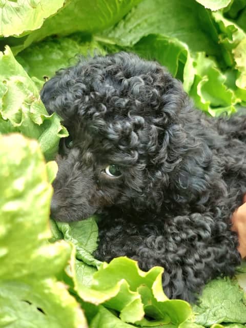 Brighton best sale standard poodles