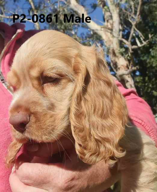 Ready to go Now Colonial Cocker Spaniel Puppies Dogs