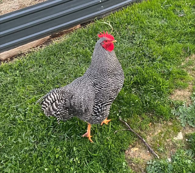 Plymouth Rock, Dark Brahma fertile egg, young budgies Livestock