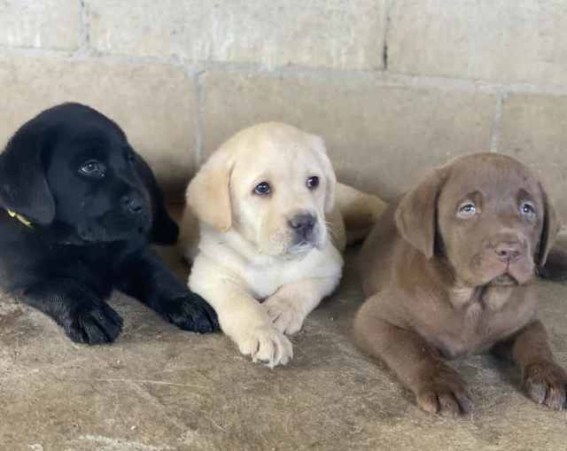 ANKC registered Labrador pups DNA tested Dogs & Puppies Gumtree