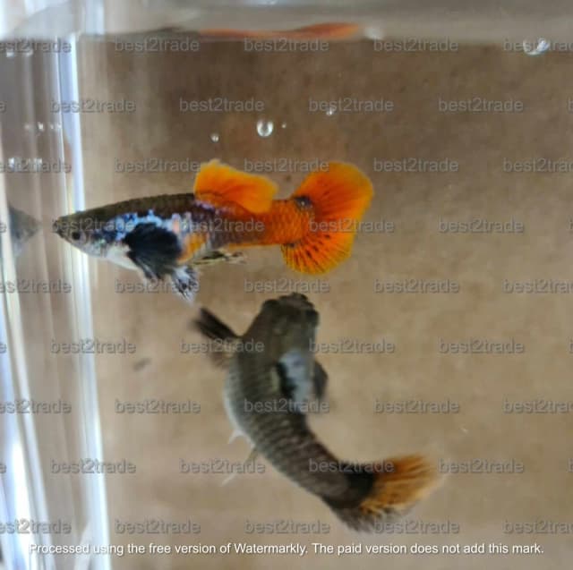 Pure Strain Platinum Dumbo Red Tail Guppy Pair - 1 Male 1 Female | Fish |  Gumtree Australia Brisbane South East - Upper Mount Gravatt | 1314865210