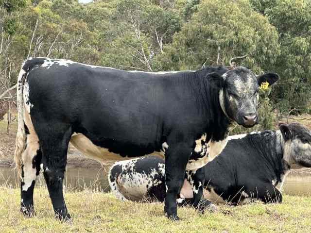 Speckle Park Bulls | Livestock | Gumtree Australia Yankalilla Area ...