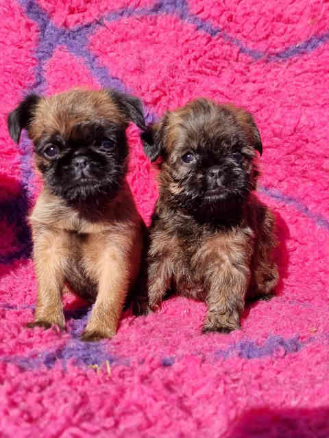 Rough Coat Griffon Bruxellois Female | Dogs & Puppies | Gumtree ...