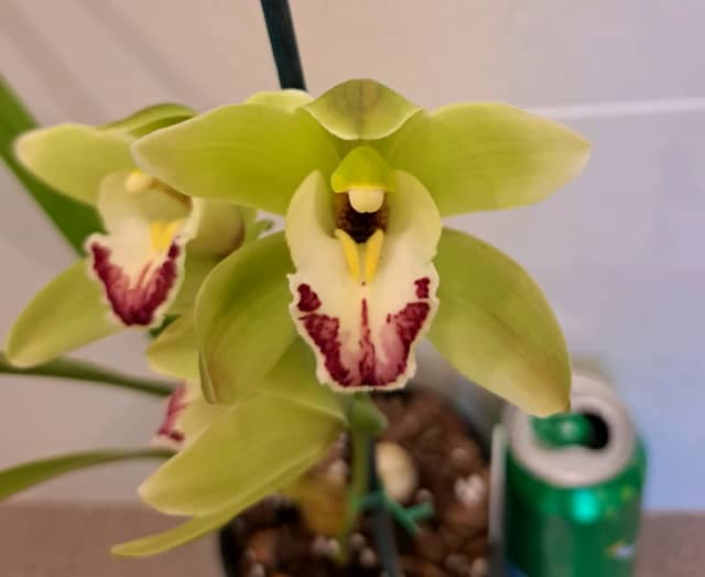 Orchid plant..cymbidium green Plants Gumtree Australia Canterbury