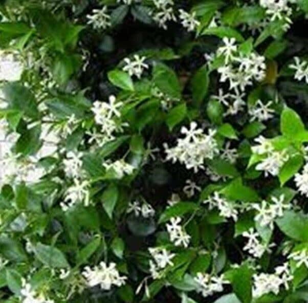 Chinese Star Jasmine plants in 13cm pots. Some are flowering. Plants