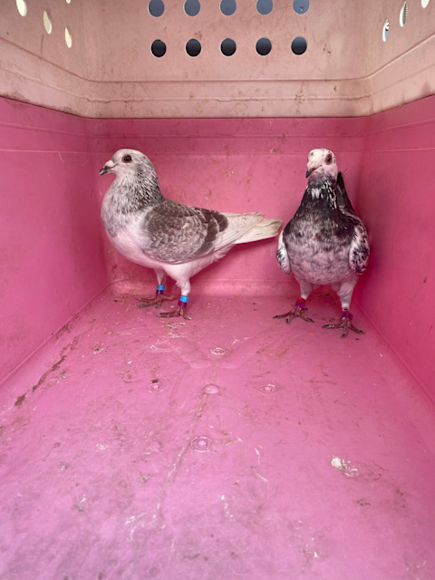 Quality Coloured Racing Pigeons Breeding Pairs ! | Birds | Gumtree ...