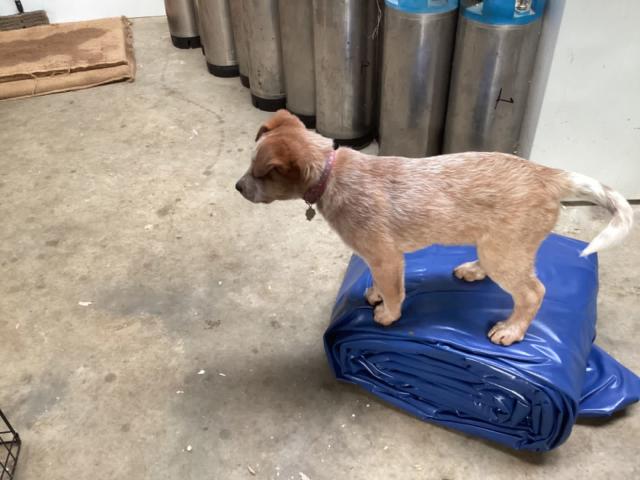 Australian Cattle Dog Puppy Dogs Puppies Gumtree Australia Mount Alexander Area Taradale