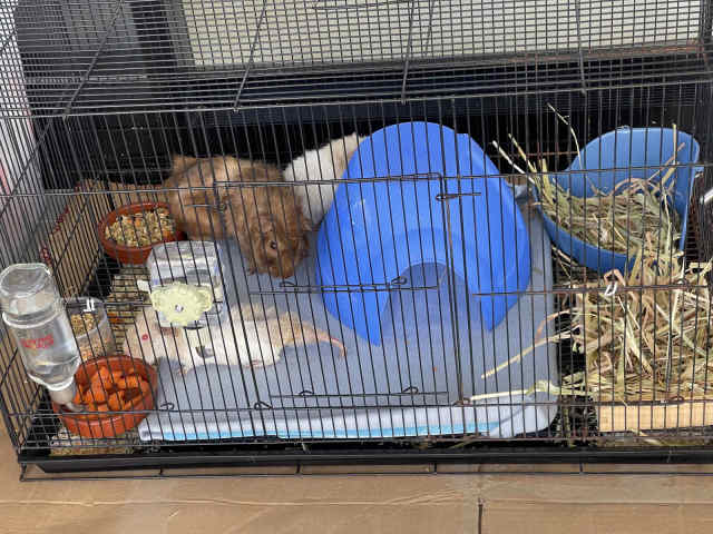 Guinea pigs with cage and accessories. Other Pets Gumtree