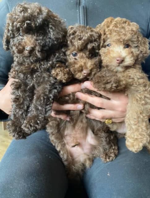 Purebred Toy Poodles Puppies Rare
