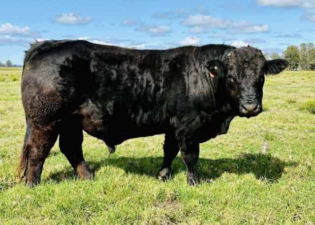 Registered Black Limousin Bull | Livestock | Gumtree Australia Kempsey ...