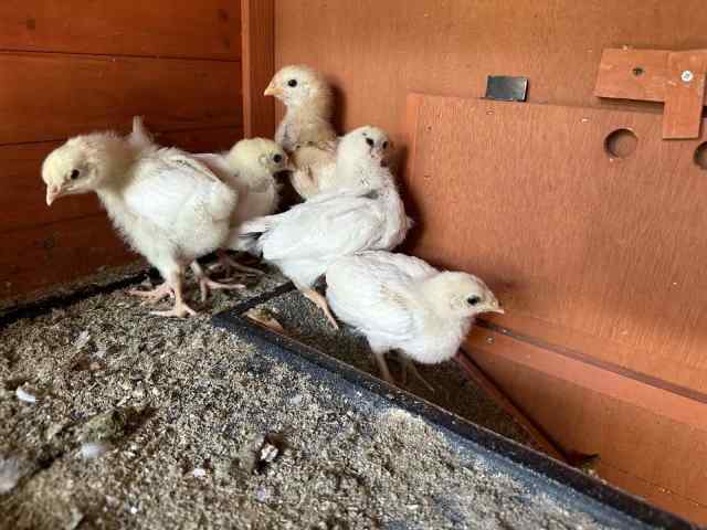 4 week old baby chicks. Pick up Picton | Livestock | Gumtree Australia ...