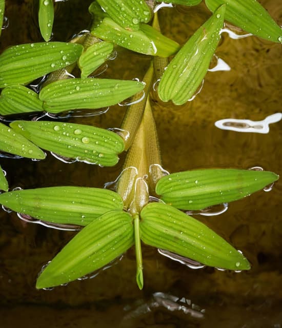 Aquarium Pond Floaring Plant Hygroryza aristata Asian Watergrass