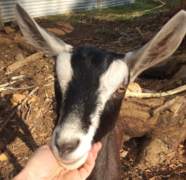 Goats! Real 🐐 milk soap! Miscellaneous Goods Gumtree Australia Port