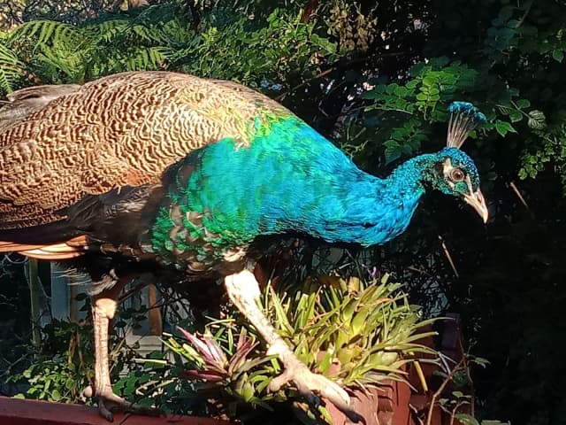 Wanted fertile peacock eggs | Birds | Gumtree Australia Knox Area ...
