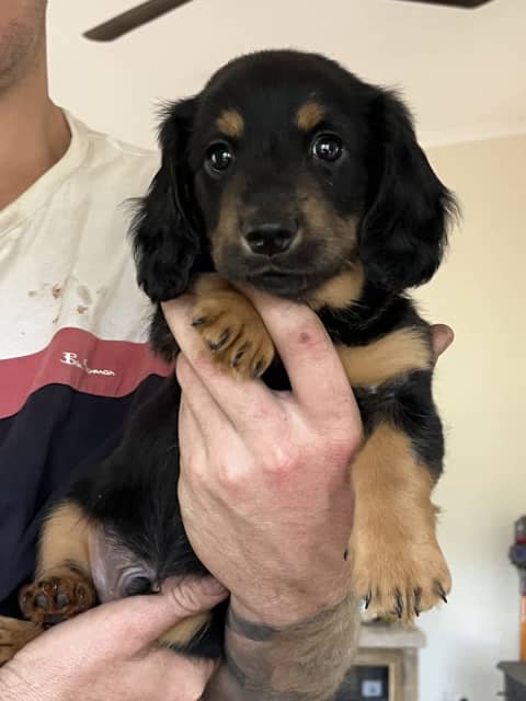 Long Haired Miniature Dachshund Male | Dogs & Puppies | Gumtree ...