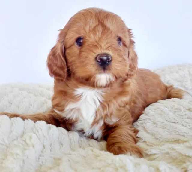 Designer Toy Cavoodle Ruby Red & Blenheim Puppies For Sale | Dogs ...