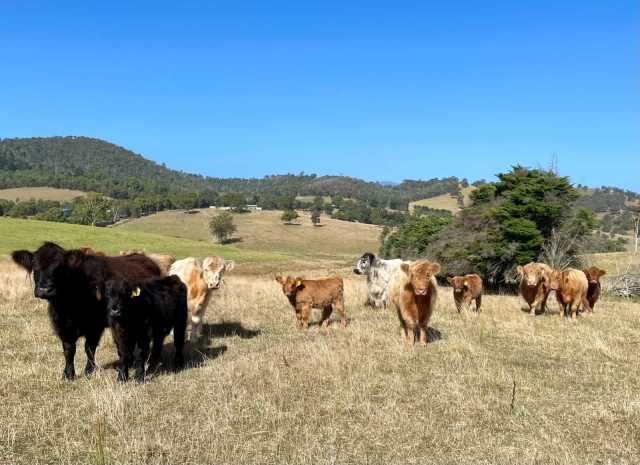 Pregnant Poll Highland Cows and Heifers | Livestock | Gumtree Australia ...