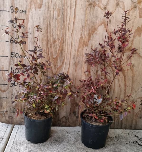 Very big and bushy sunshine blueberry plant in 20cm pot Plants in