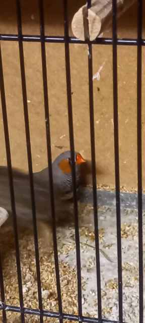 king quails and zebra finches for sale | Birds | Gumtree Australia
