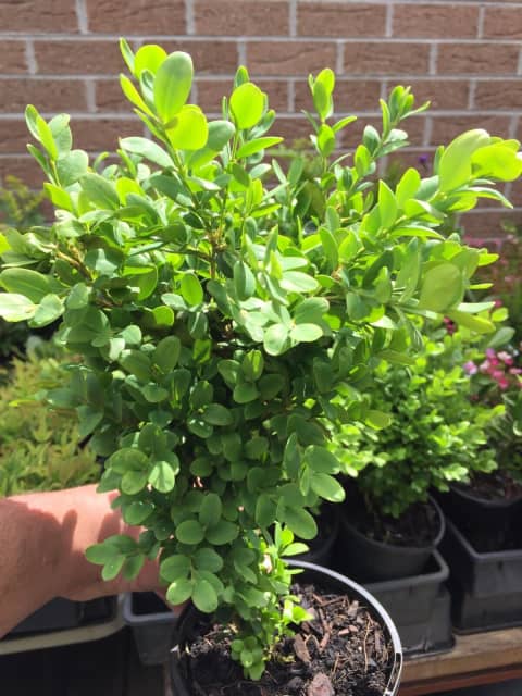 Dutch Box Hedge - Plants in Epping VIC | Gumtree Australia