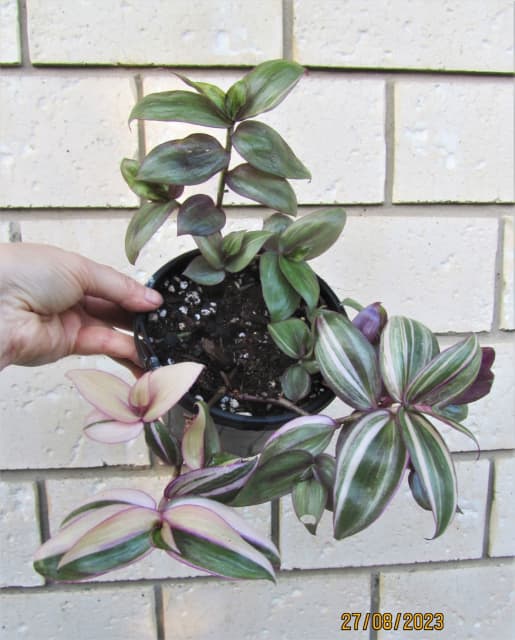 Variegated Tradescantia Multicolor Discolor Indoor/shade plant