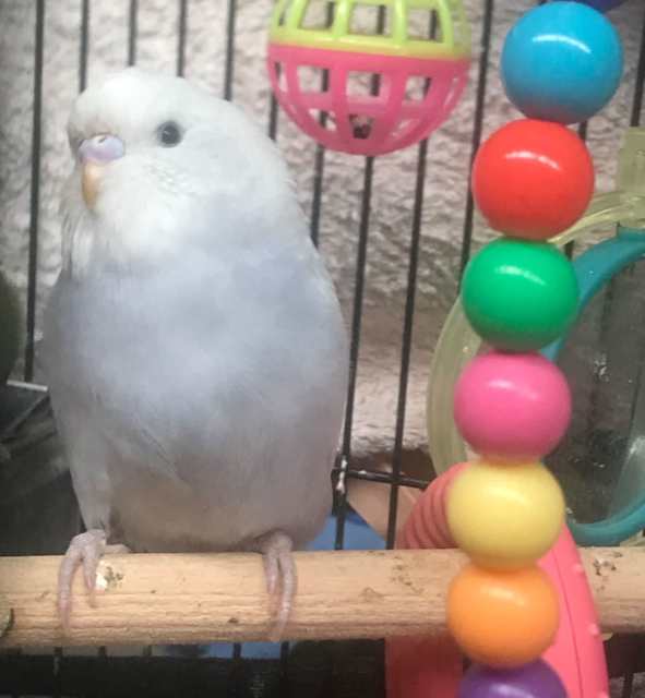 BABY BUDGIES Birds Gumtree Australia Gold Coast North Helensvale