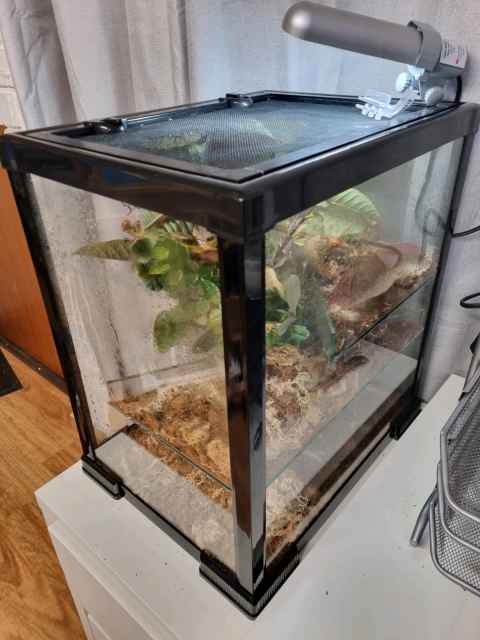 Spiny Leaf Stick Insect Enclosure and Full Set Up with 16 insects ...