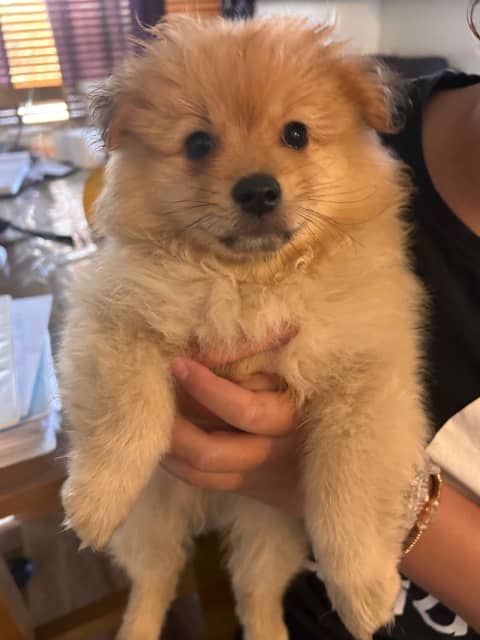 Chow clearance pomeranian puppies