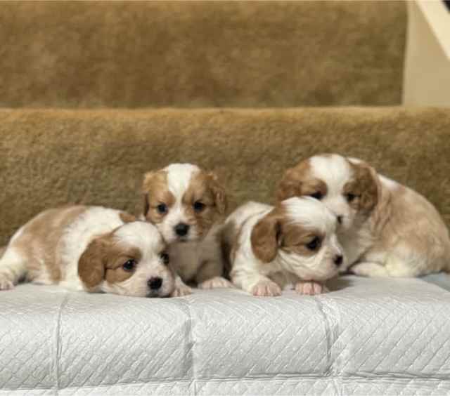 F1 Toy Cavoodle Blenheim Available Now • Pedigree & DNA clear