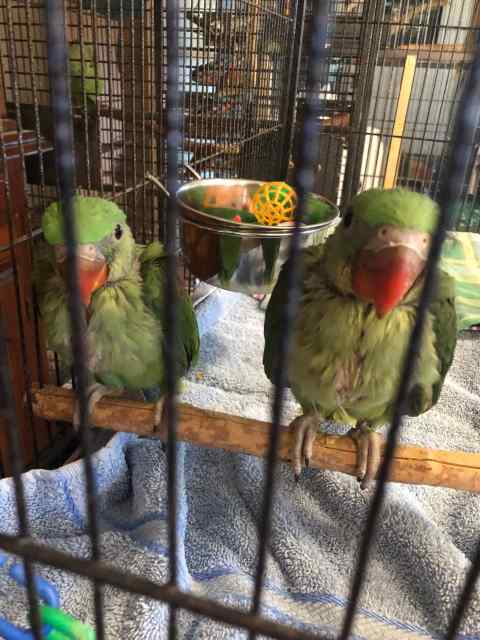 Baby Alexandrines | Birds | Gumtree Australia Brisbane North East ...