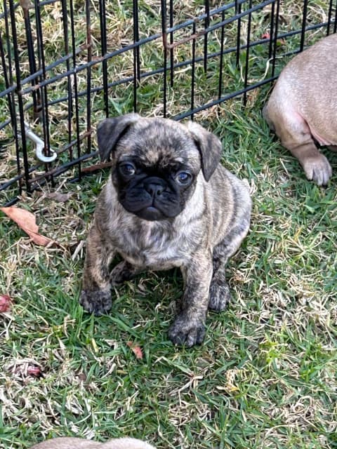 Frug Puppy (French Bulldog X Pug) | Dogs & Puppies | Gumtree Australia  Wollondilly Area - Bargo | 1315361580