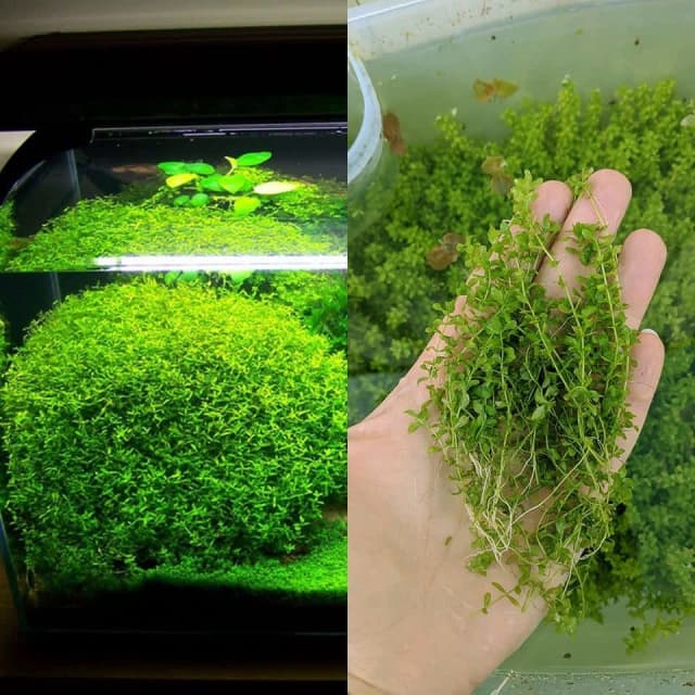 Pearl grass Plant for aquarium / fish tank 2 Pet Products