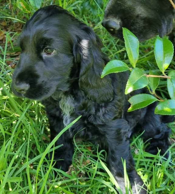 cocker spaniel puppy pedigree