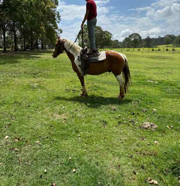 The best all rounder for everyone Horses & Ponies Gumtree Australia