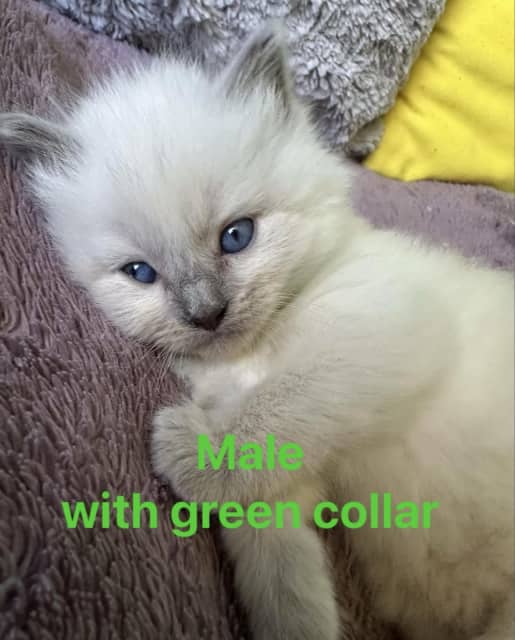 Blue point and lilac point Ragdoll kittens Cats & Kittens Gumtree Australia Wollongong Area