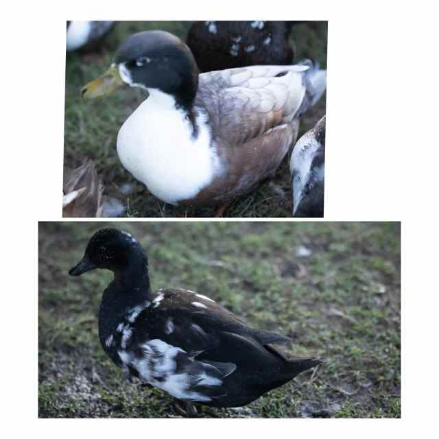 Lavender Sussex Hen , Call Ducks, Welsh Harlequin Ducks Livestock Gumtree Australia