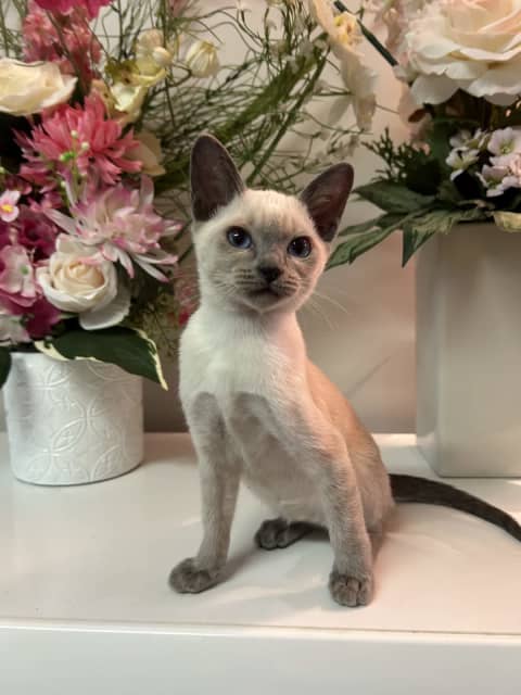 Burmese cross hot sale siamese cat