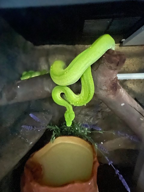 Breeding pair GREEN TREE PYTHONS with enclosure | Reptiles & Amphibians ...