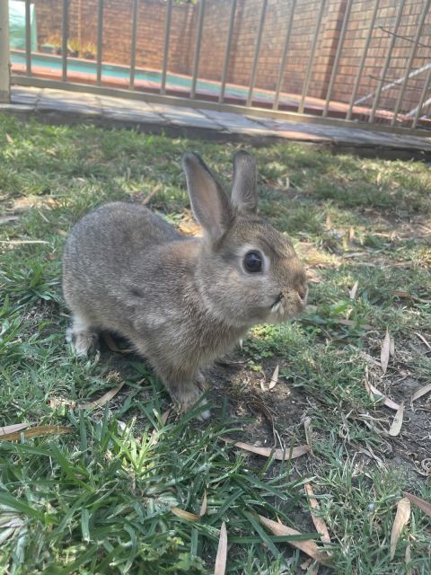 Purebred Netherland Dwarf Kits for Sale- Available Now | Rabbits ...