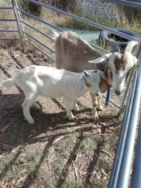 Nanny goat for sale | Livestock | Gumtree Australia Dalby Area - Goranba |  1307088668