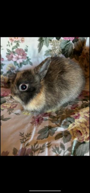 purebred netherland dwarf rabbits | Rabbits | Gumtree Australia Swan ...