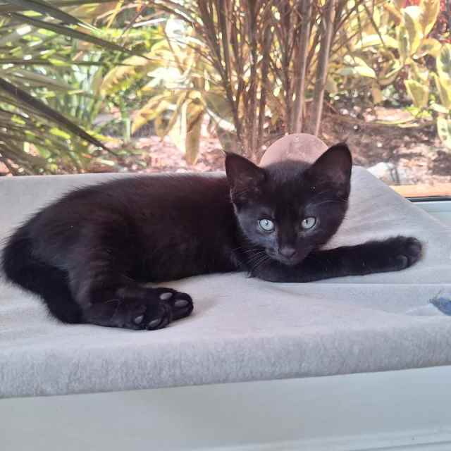 Sharnie KITTEN KAPERS RESCUE Cats & Kittens Gumtree Australia