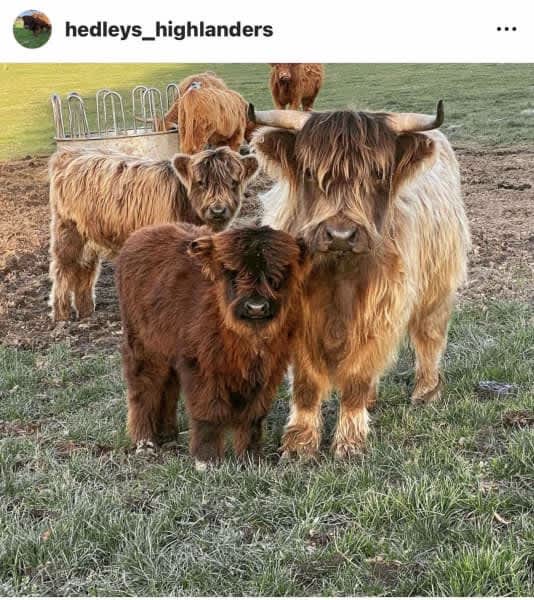 MINIATURE SCOTTISH HIGHLANDER COWS CALFS COW CATTLE HIGHLAND ...