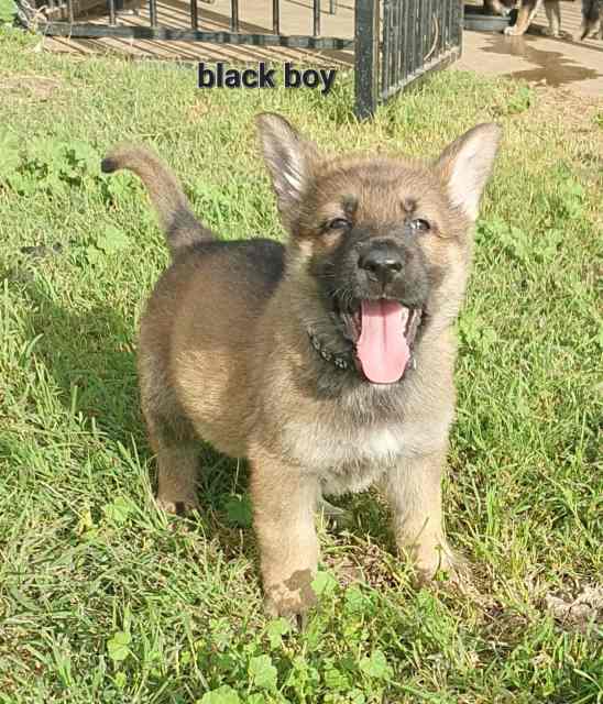 german shepherd purebred pups ready now Dogs & Puppies