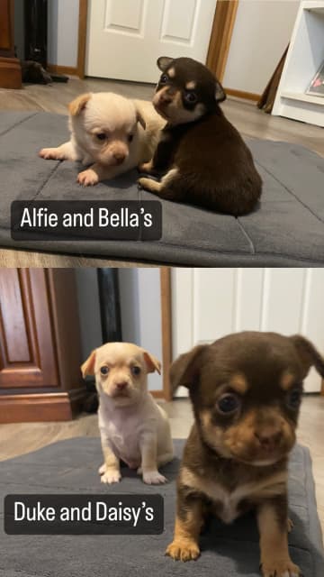 smooth hair chihuahua puppies sale